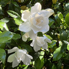 once upon a december