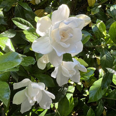 once upon a december