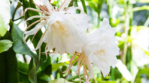 epiphyllum oxypetalum
