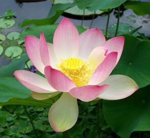nelumbo nucifera