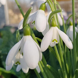galanthus nivalis