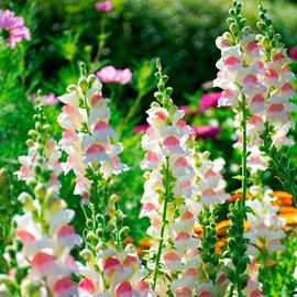 antirrhinum majus