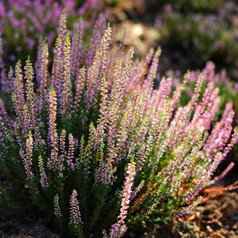 calluna vulgaris