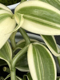 vanilla planifolia 'variegata'
