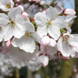 prunus x yedoensis